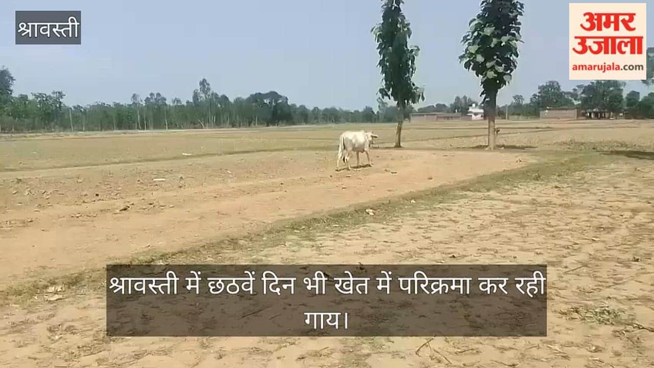 Video: श्रावस्ती में छठवें दिन भी खेत में परिक्रमा कर रही गाय, ग्रामीण मान रहे दैवीय शक्ति