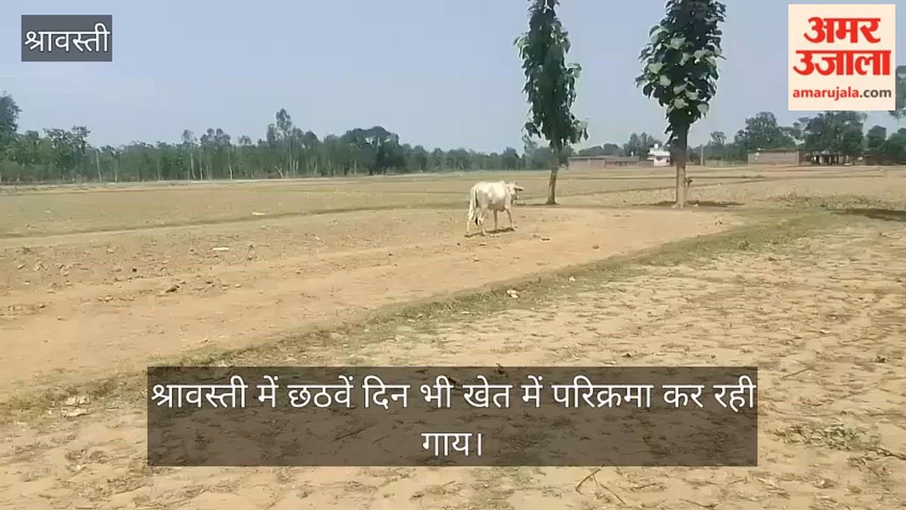 Video: श्रावस्ती में छठवें दिन भी खेत में परिक्रमा कर रही गाय, ग्रामीण मान रहे दैवीय शक्ति