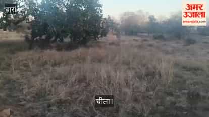 Two guests arrived in Baran from Kuno again, a 15-month-old young cheetah along with the female cheetah Veera.