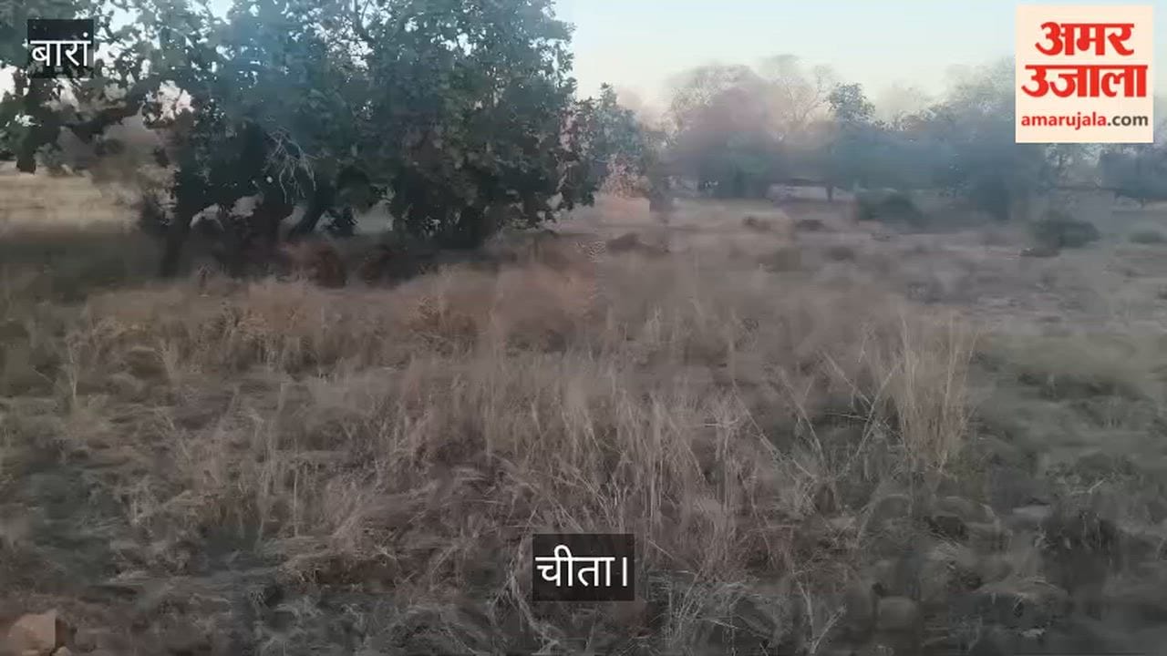 Two guests arrived in Baran from Kuno again, a 15-month-old young cheetah along with the female cheetah Veera.