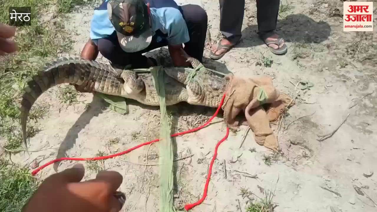Crocodile Spotted Near Residential Area in Tarapur, Safely Rescued by Forest Department