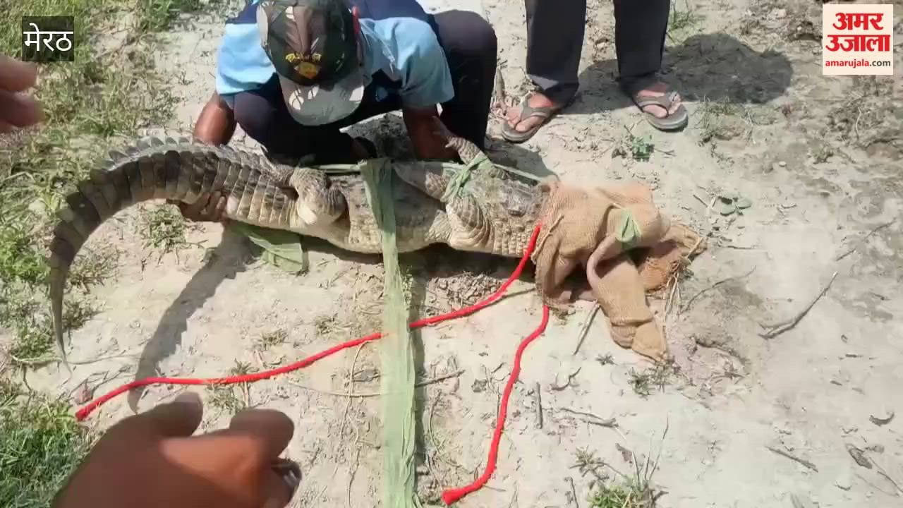 Crocodile Spotted Near Residential Area in Tarapur, Safely Rescued by Forest Department