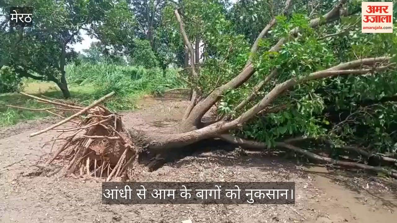 Dust storm whipped up by strong winds in Mawana: trees uprooted, poles snapped.