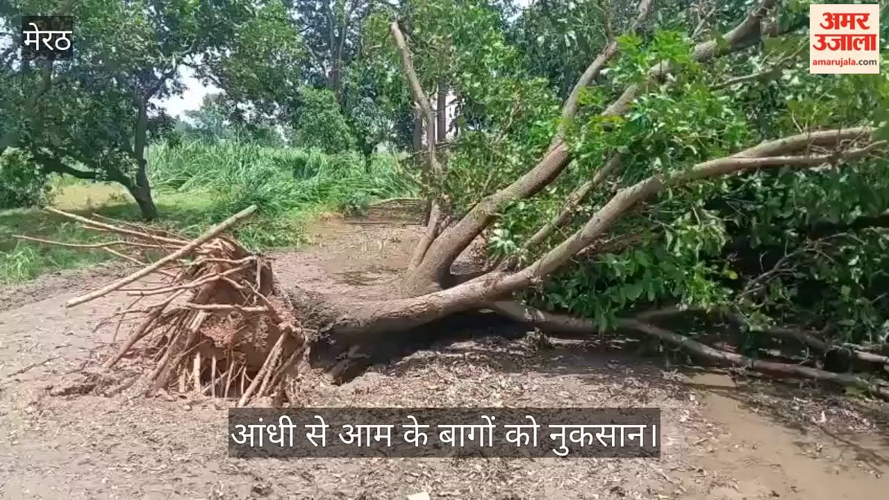 Dust storm whipped up by strong winds in Mawana: trees uprooted, poles snapped.