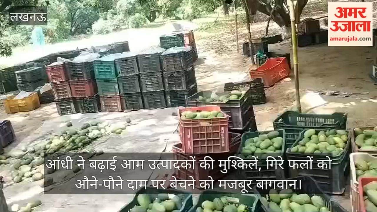 Video: आंधी ने बढ़ाई आम उत्पादकों की मुश्किलें, गिरे फलों को औने-पौने दाम पर बेचने को मजबूर बागवान