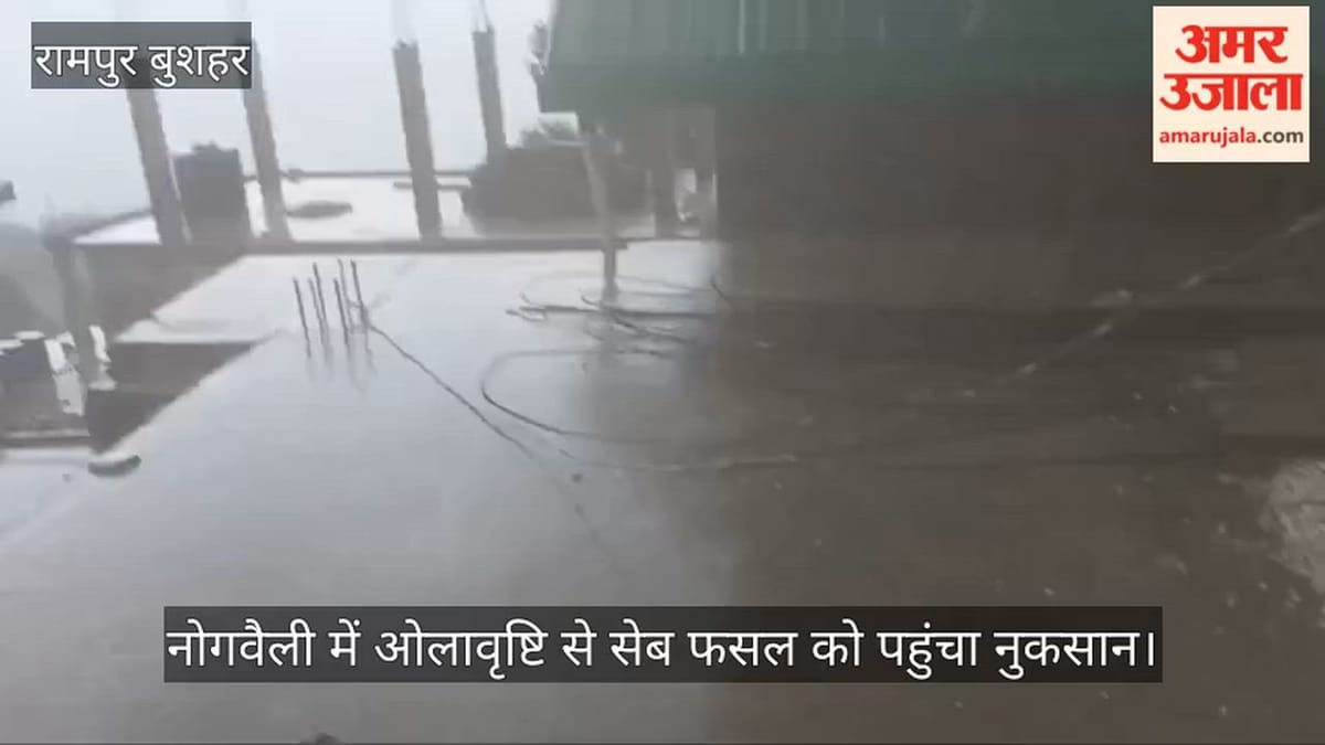 Video: नोगवैली में ओलावृष्टि से सेब फसल को पहुंचा नुकसान