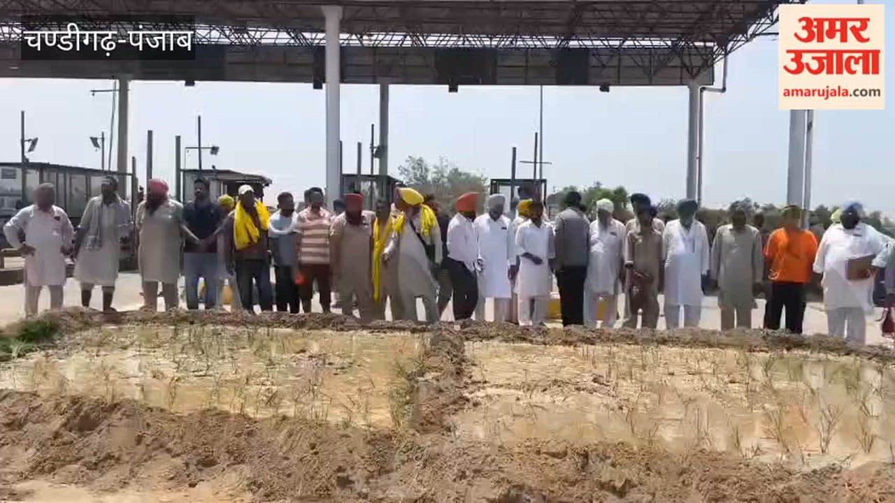 Farmer sows paddy on Ferozeshah toll plaza land.