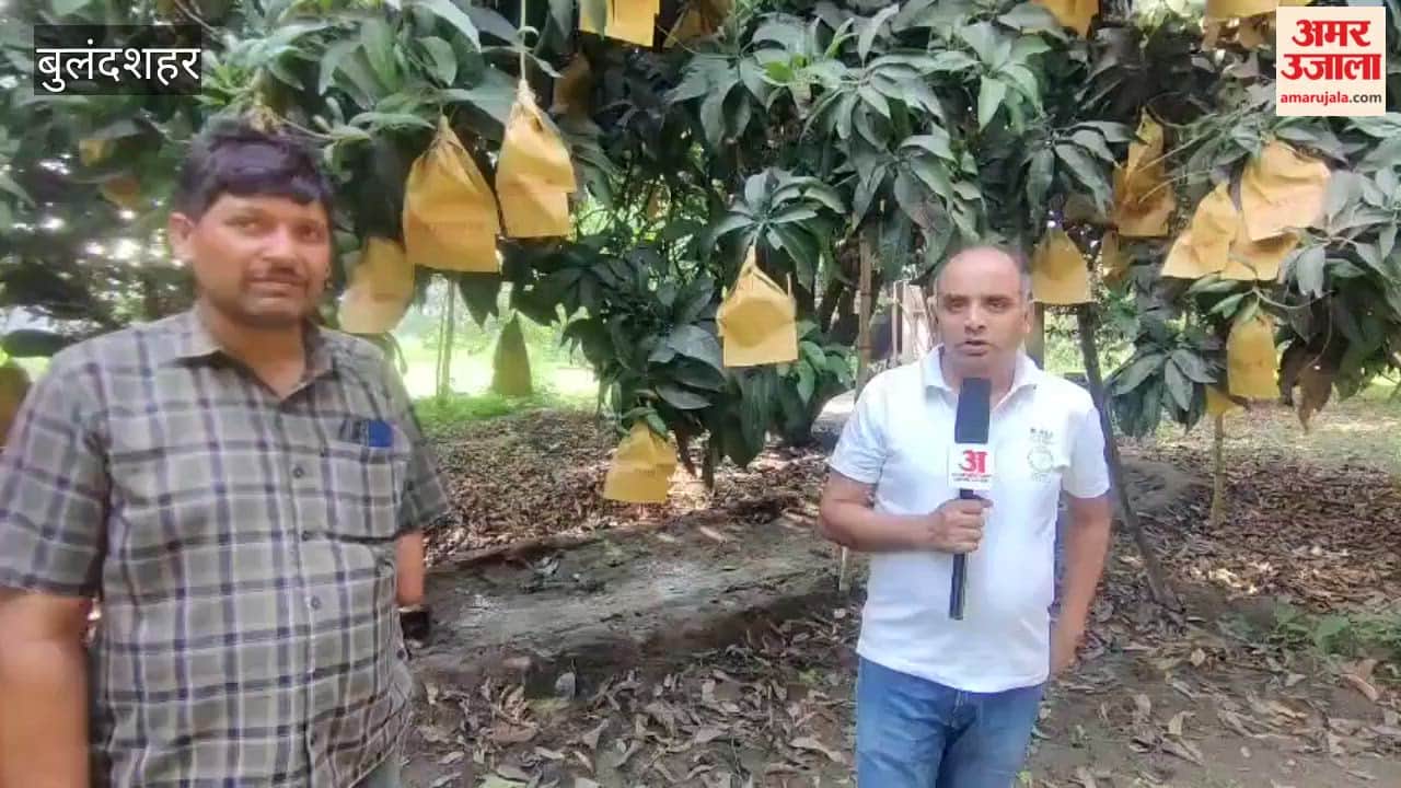 mango crop suffered significant damage due to adverse weather conditions