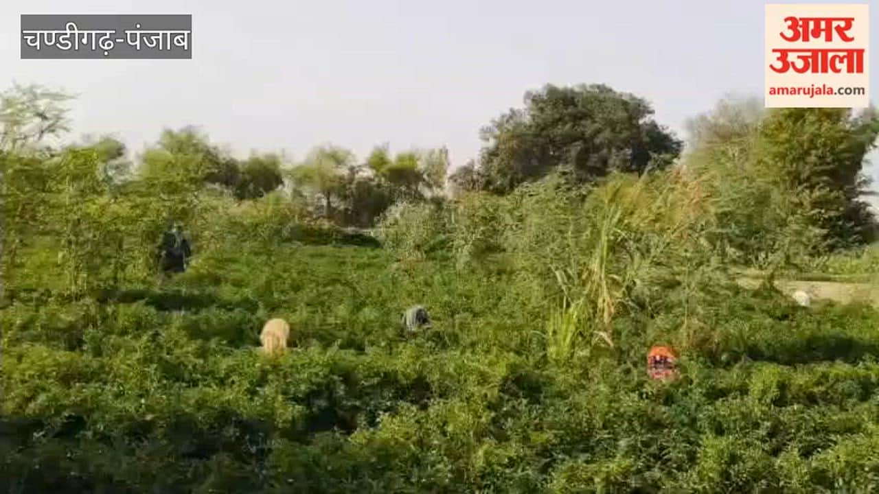 Farmers in villages bordering the Hussainiwala border earned handsome profits from green chillies.