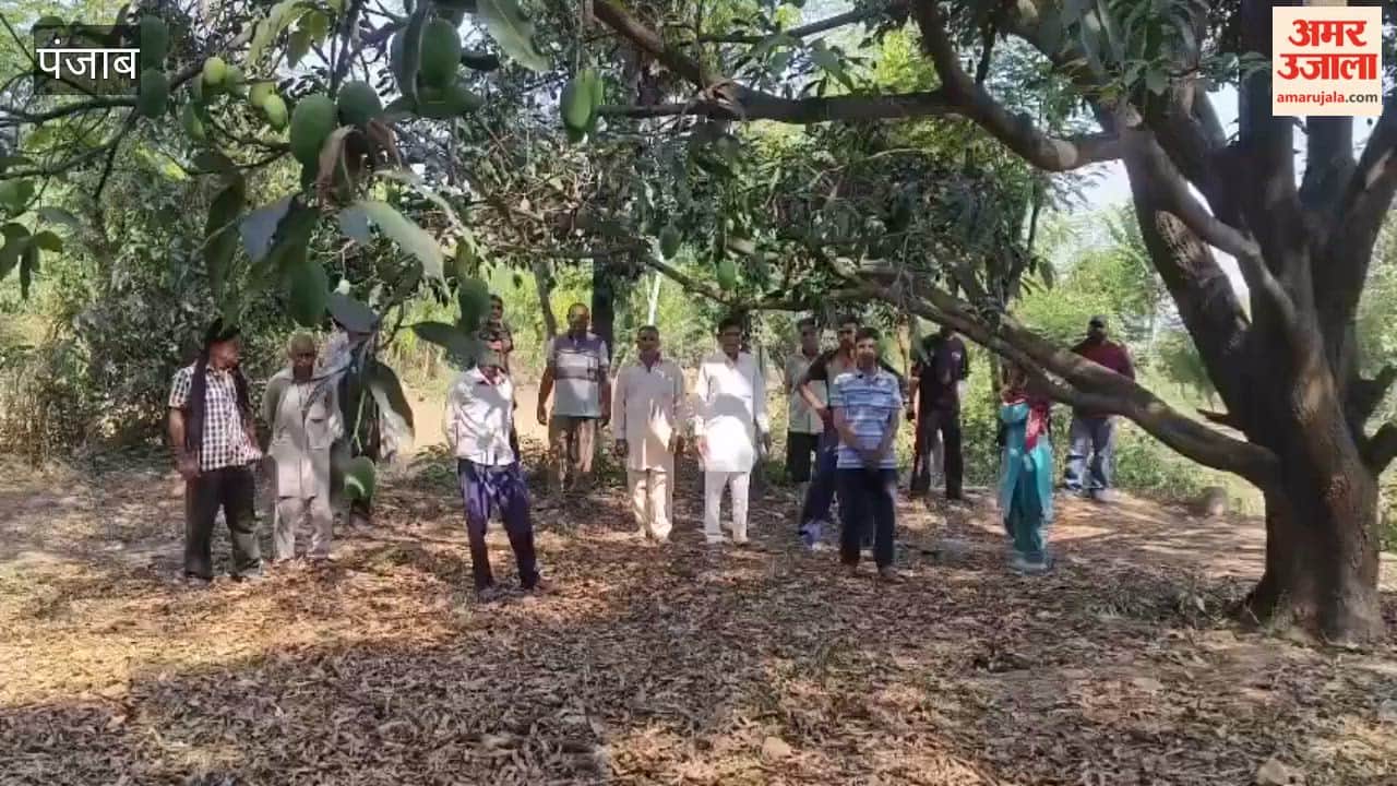 Forest mafia fells lush green mango trees in Pathankot; youth attacked for protesting.