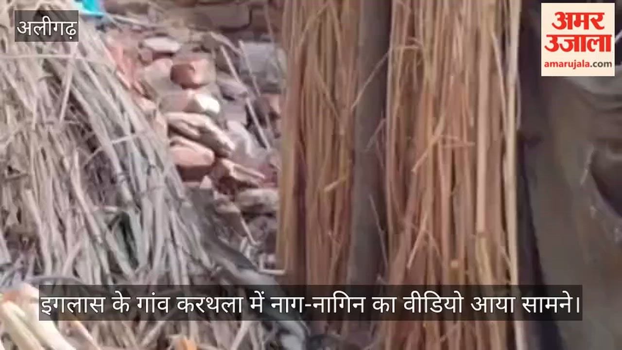 इगलास के गांव करथला में नाग-नागिन का वीडियो आया सामने