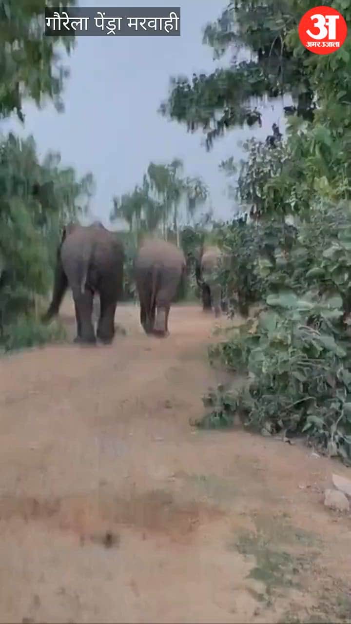 hathi