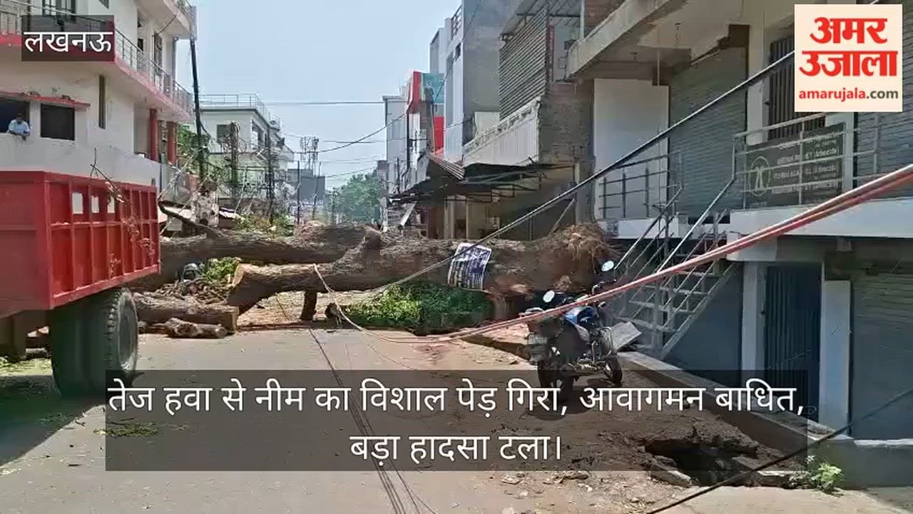 Video: तेज हवा से नीम का विशाल पेड़ गिरा, आवागमन बाधित, बड़ा हादसा टला