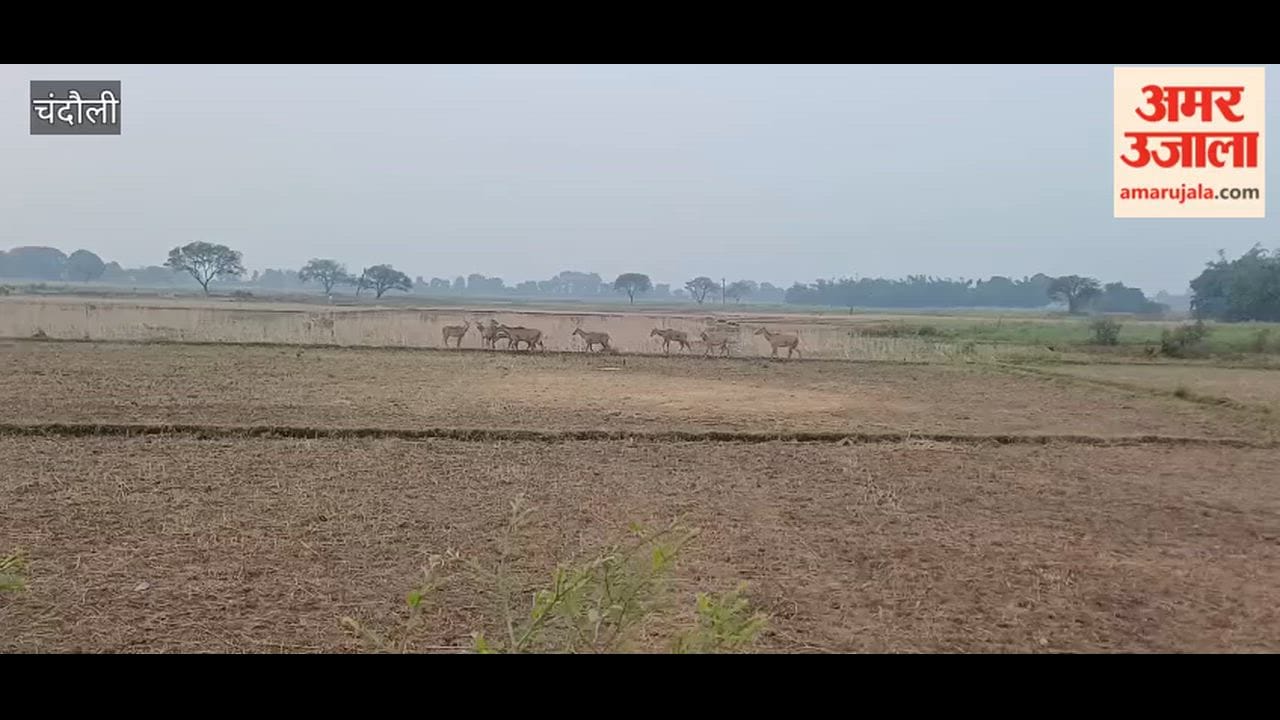 herd nilgais distressed hunger and thirst amidst scorching heat forced wander in search of fodder