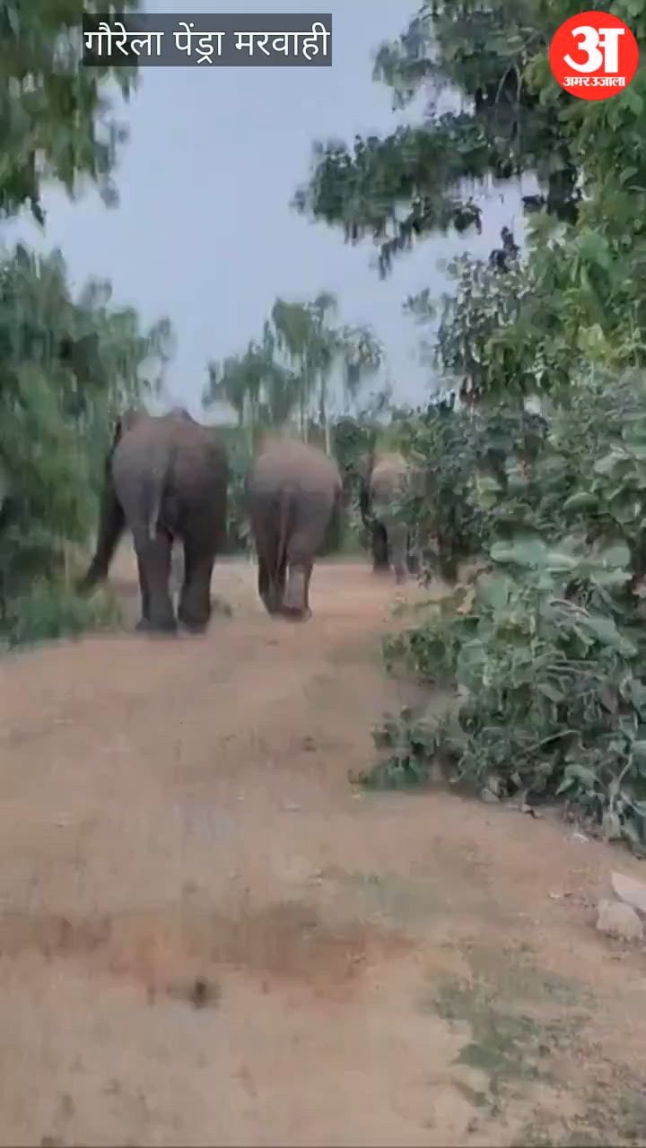 Forest Department takes a tough stance on the harassment of elephants in Marwahi