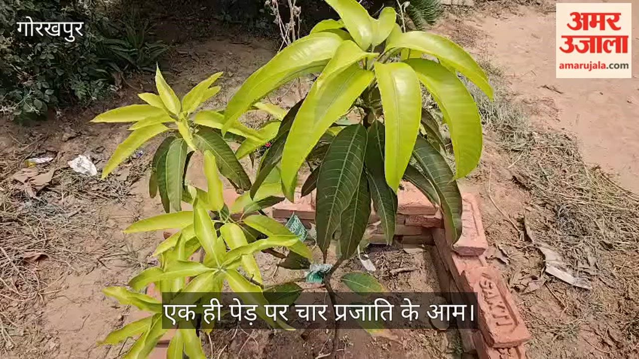 Four varieties of mangoes on a single tree! Unique agricultural experiment conducted at a Gorakhpur school.