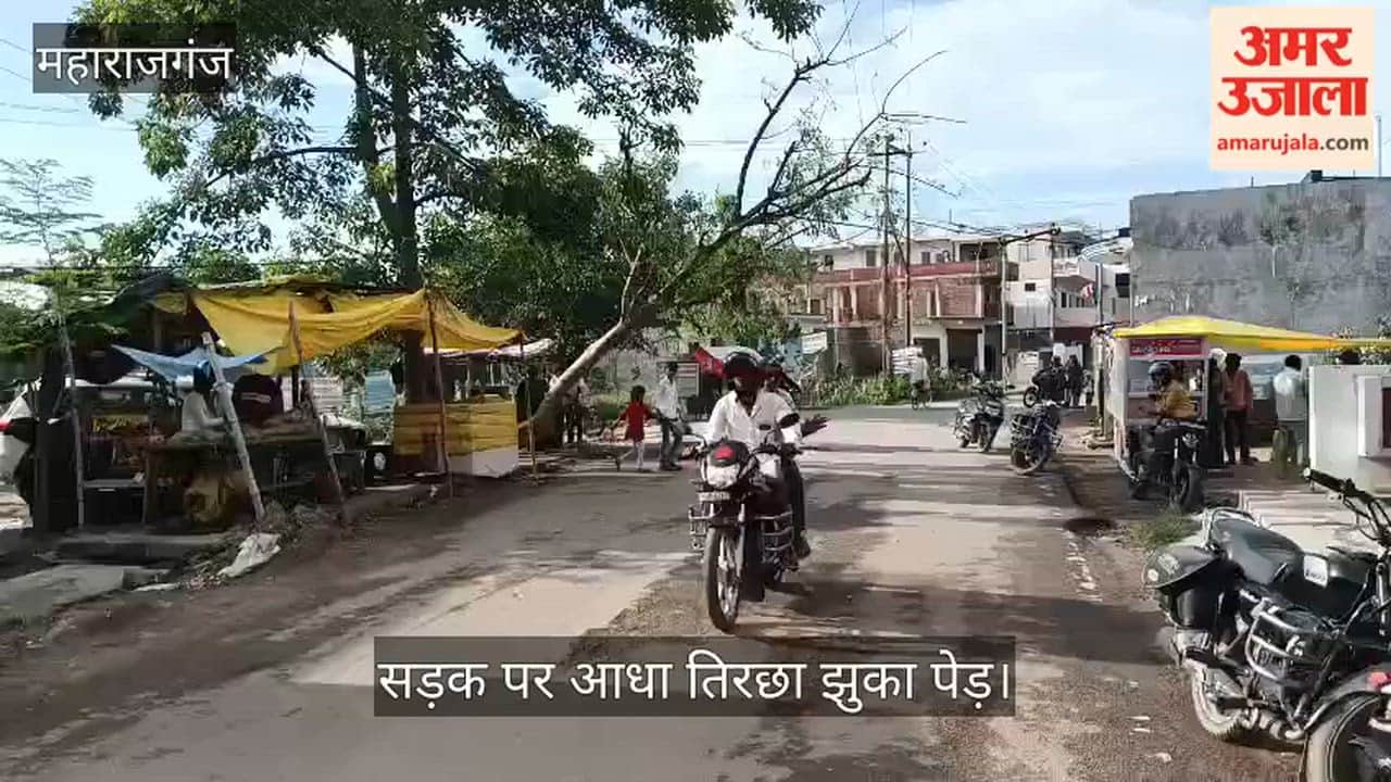 A falling tree could cause an accident.