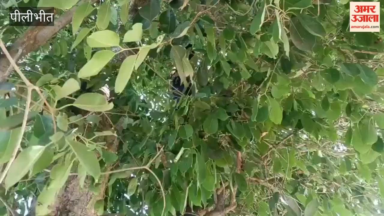 Body of teenage girl found hanging from a tree in Pilibhit