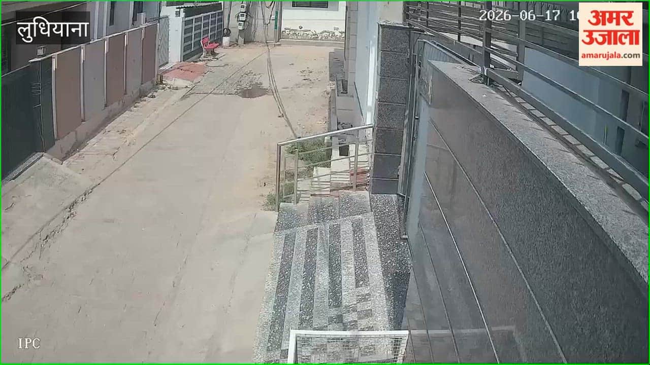 Stray dogs terrorize Jagraon; residents distressed.