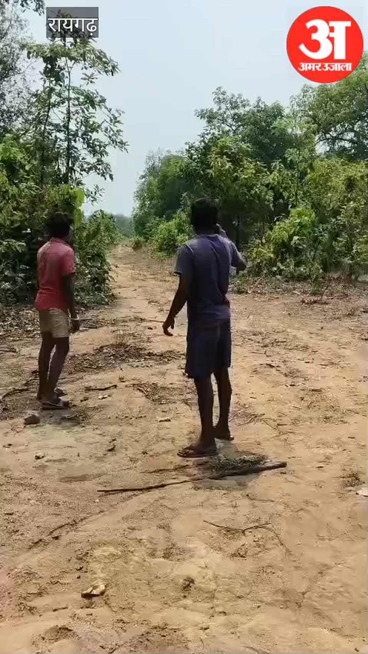 Raigarh Youths risking their lives by provoking elephants by pelting stones video viral