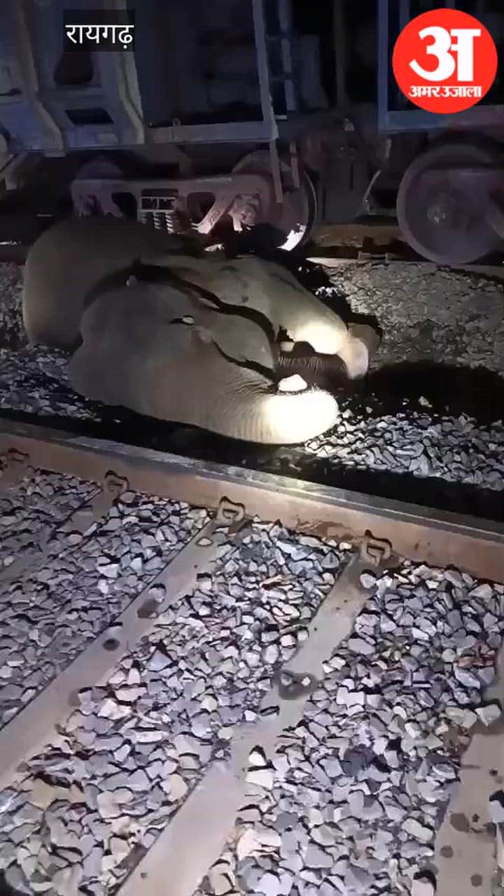 Female elephant struck by a goods train in Raigarh
