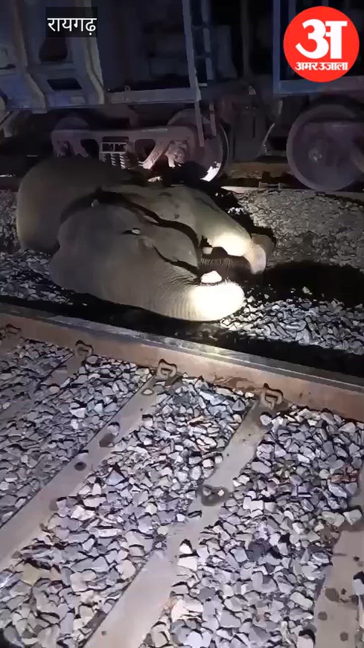 Female elephant struck by a goods train in Raigarh