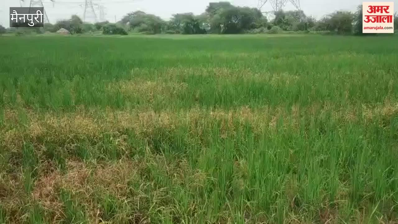 Paddy cultivation faces crisis due to lack of rain