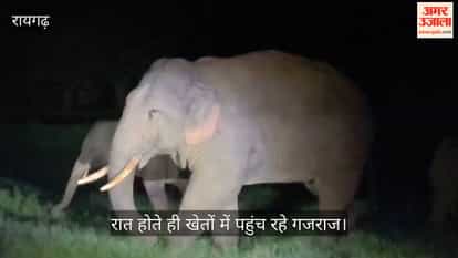 The elephant population in Raigarh has reached 169; crops belonging to 39 farmers were damaged in a single