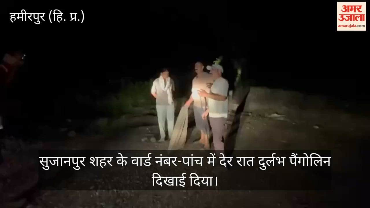 sujanpur hamirpur rare pangolin rescue ward five