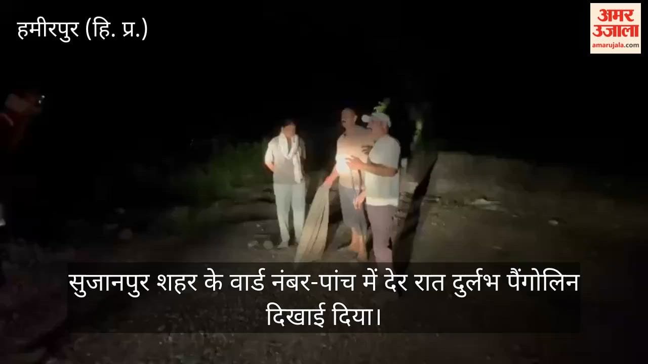 sujanpur hamirpur rare pangolin rescue ward five