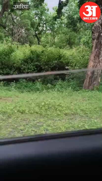 Tiger Movement on NH-43 Sparks Panic, Video Goes Viral