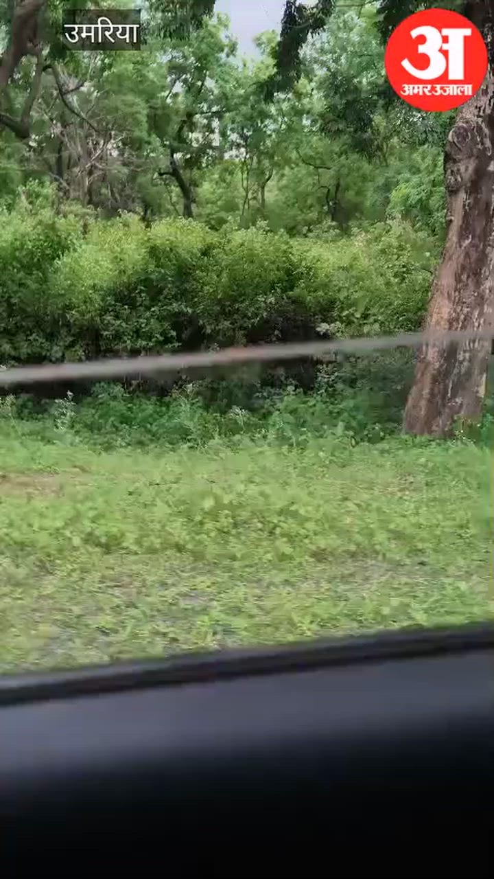 Tiger Movement on NH-43 Sparks Panic, Video Goes Viral