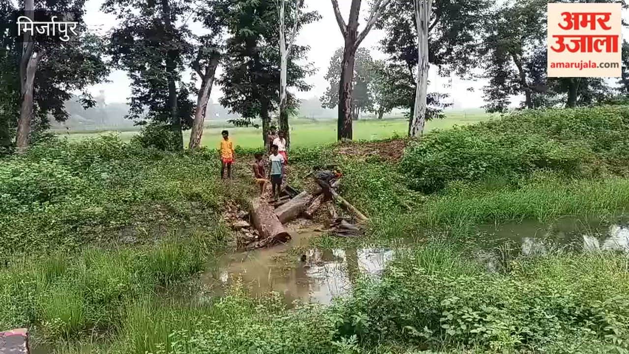 Allegation of illegal felling of eucalyptus trees in front of forest outpost