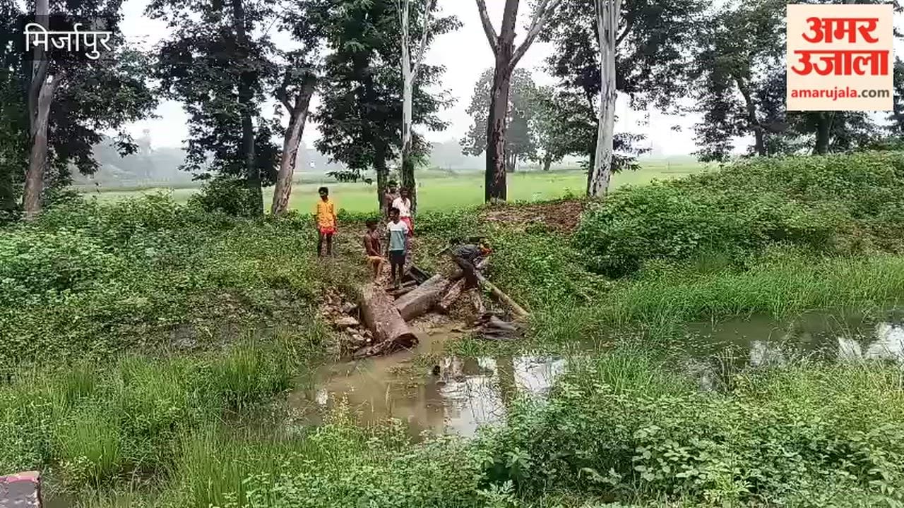 Allegation of illegal felling of eucalyptus trees in front of forest outpost