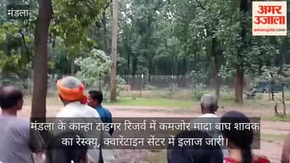 A weak female tiger cub has been rescued from Mandla's Kanha Tiger Reserve and is undergoing treatment
