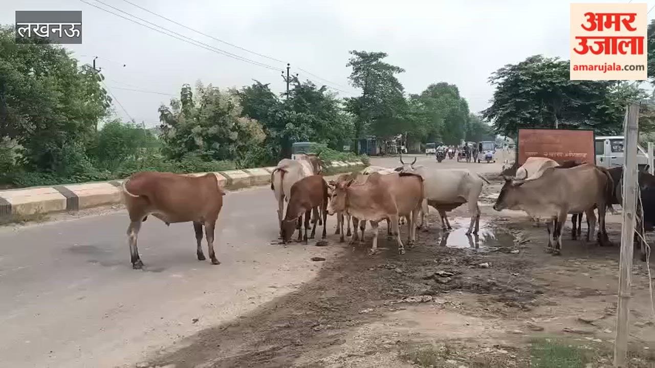 लखनऊ में बेहटा चौकी के पास सड़क किनारे आवारा पशुओं का डेरा