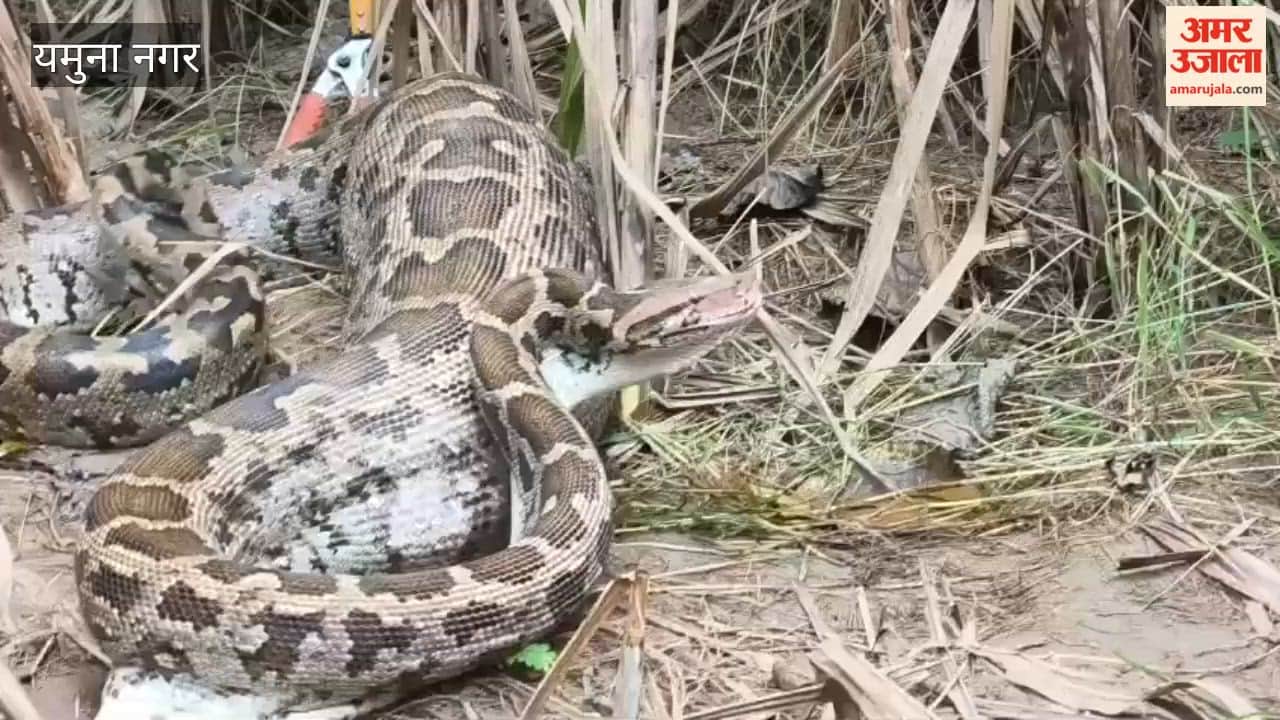 10-foot-long python found in Yamunanagar fields; swallowed a 20-kg dog.