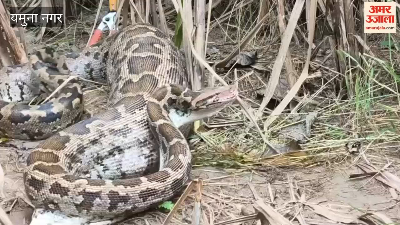 10-foot-long python found in Yamunanagar fields; swallowed a 20-kg dog.