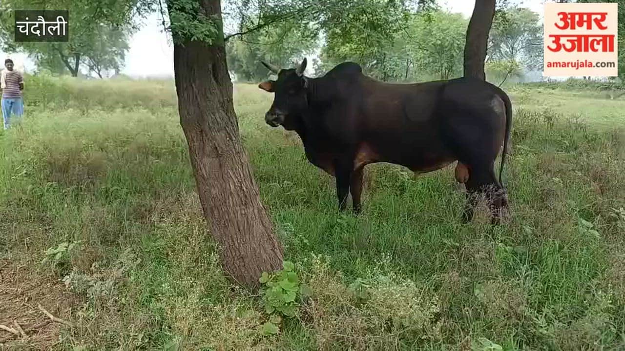 Farmers distressed due to blind bull plea for treatment