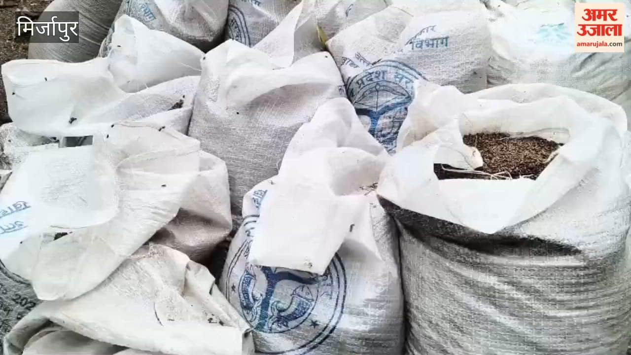 Negligence at government wheat procurement center hundreds quintals of wheat ruined by rain and rats
