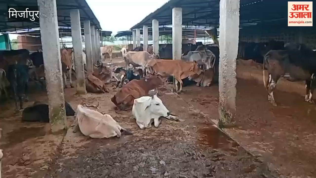Dire condition of sick cows cattle shelter questions raised over care