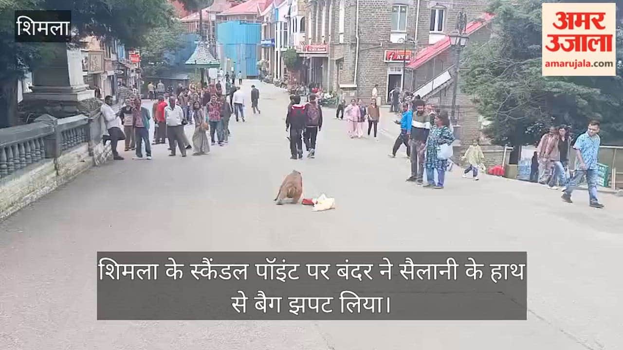 shimla scandal point monkey menace tourist bag snatched
