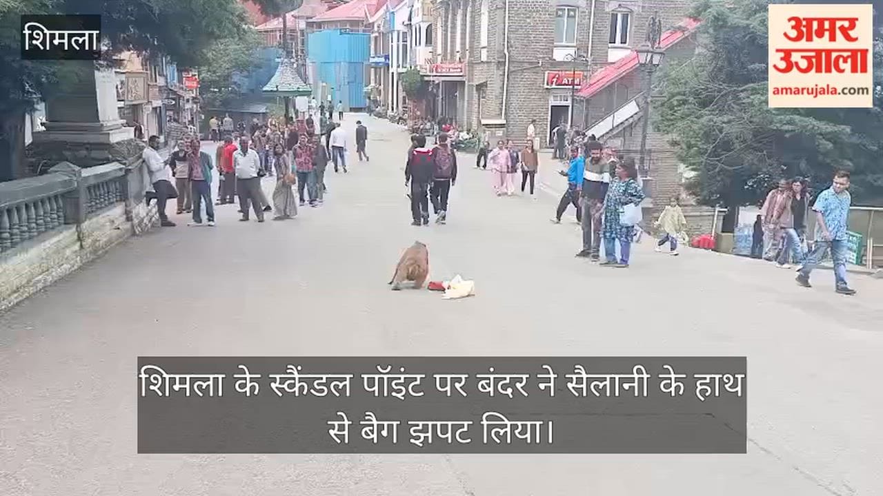 shimla scandal point monkey menace tourist bag snatched