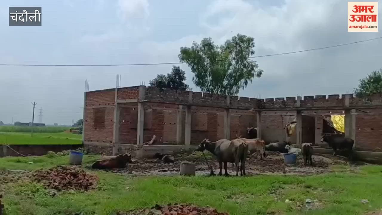 Cows and buffaloes are being tethered police outpost currently under construction in Launda