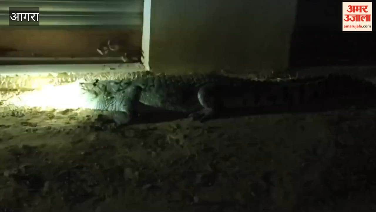 Crocodile travels from Chambal to reach ration shop dealer's shop