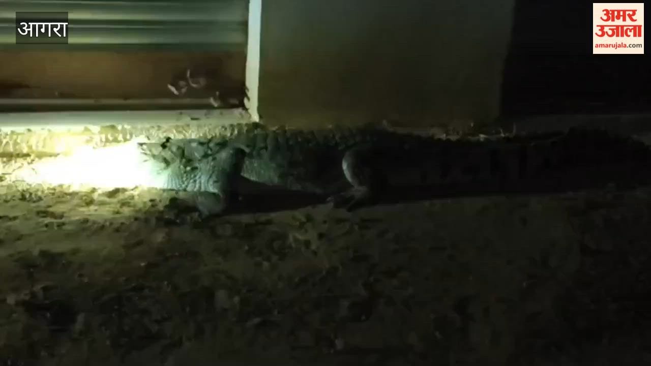 Crocodile travels from Chambal to reach ration shop dealer's shop