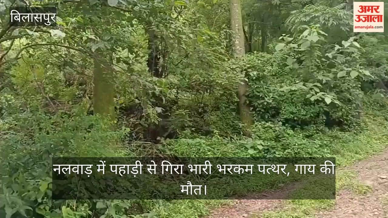 Bilaspur: Massive boulder falls from hillside at Nalwar; cow killed.
