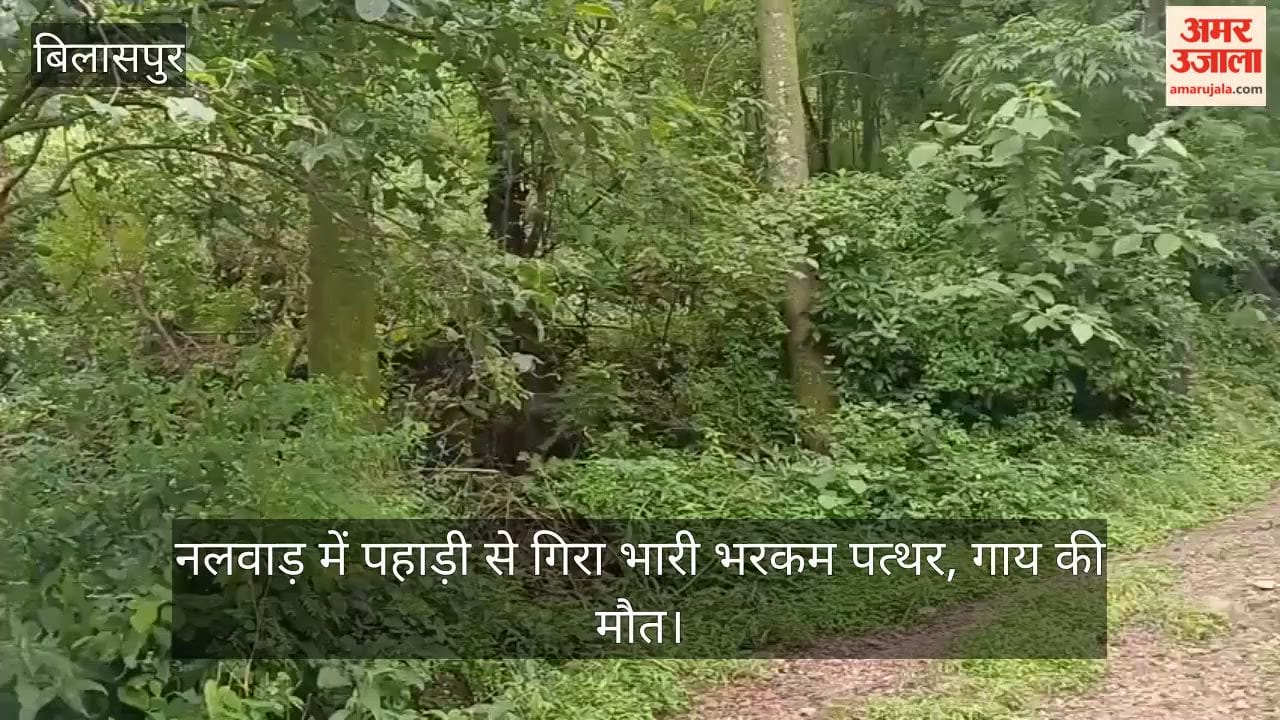 Bilaspur: Massive boulder falls from hillside at Nalwar; cow killed.