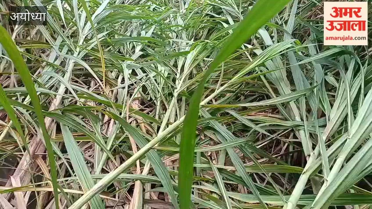 अयोध्या: बारिश के बाद चली हवा से गन्ने की फसल धराशायी, धान को भी नुकसान