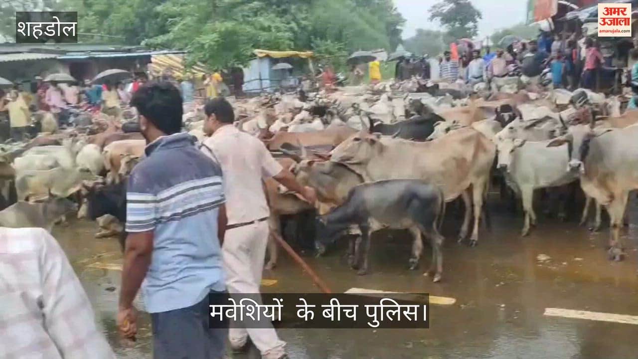 Villagers set out to lay siege to the tehsil office with a herd of stray cattle